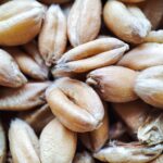 Global food crisis wheat price surge supply disruption