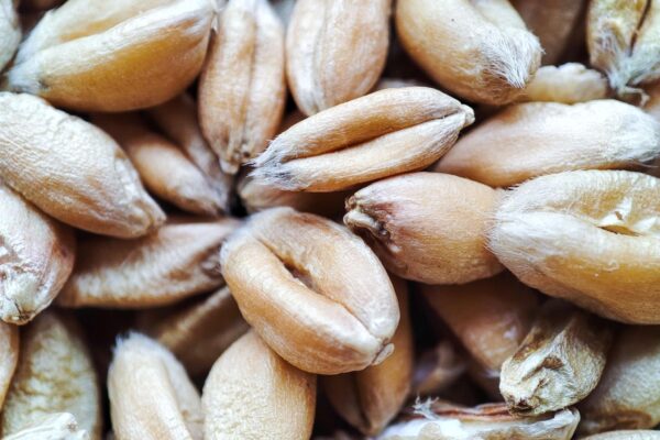 Global food crisis wheat price surge supply disruption