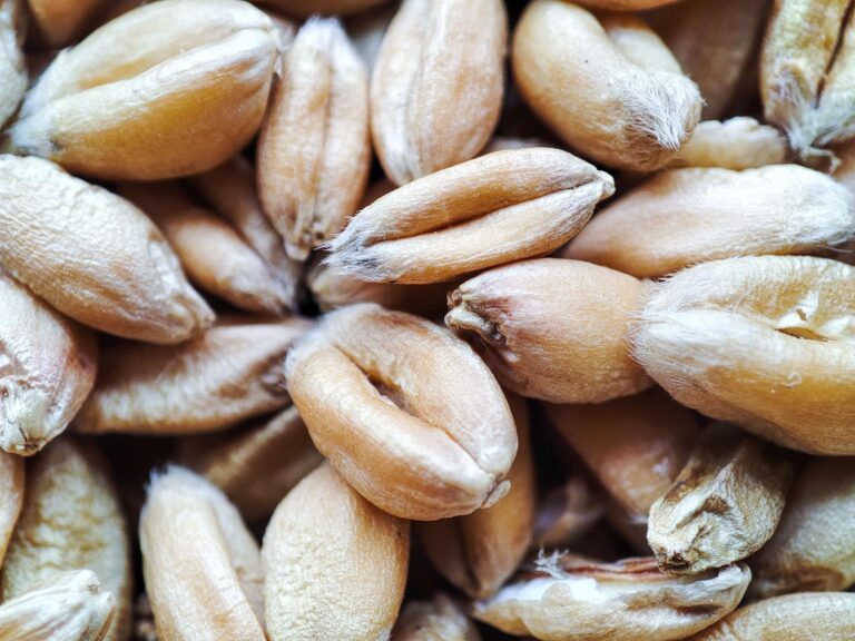 Global food crisis wheat price surge supply disruption
