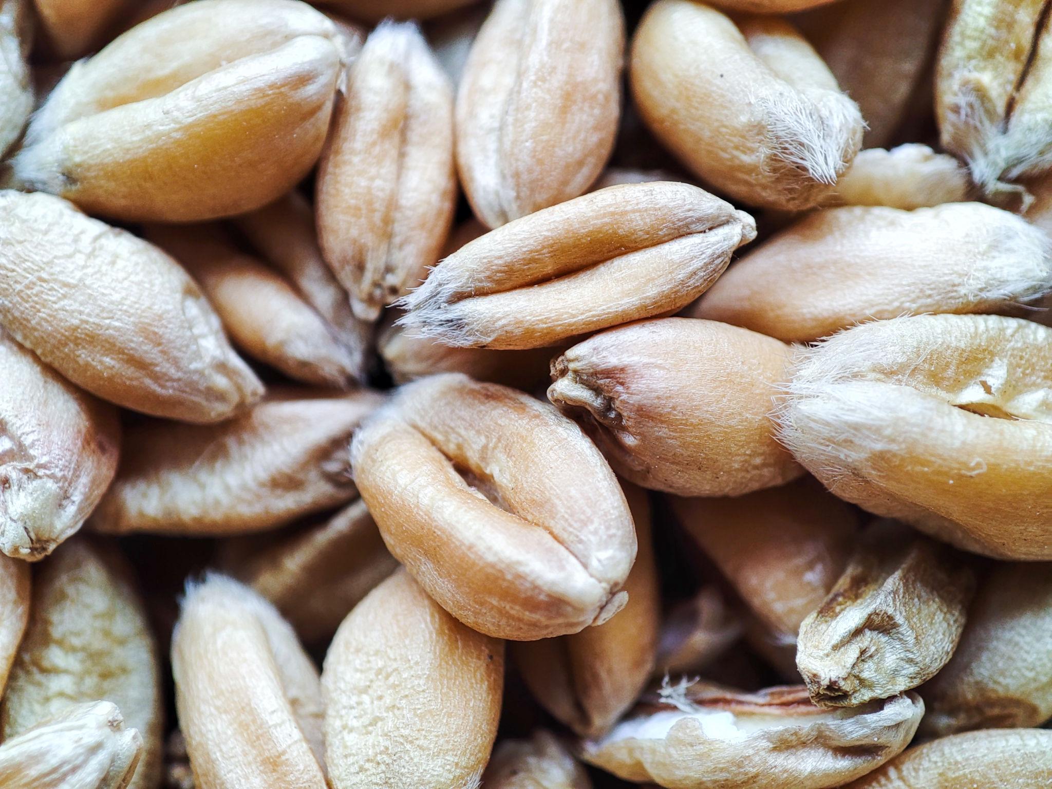 Global food crisis wheat price surge supply disruption