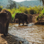 Wild animals living in a natural forest habitat highlighting biodiversity and ecological balance